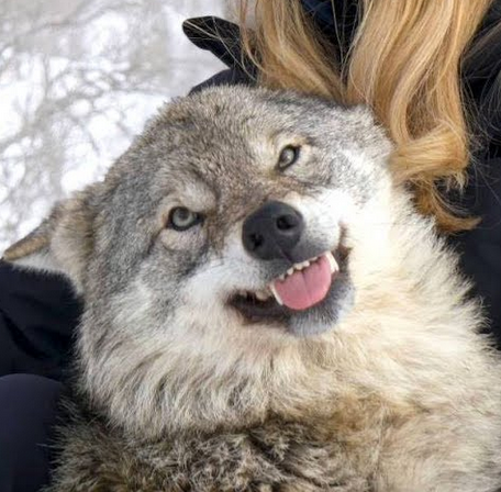 A comfortable wolf making a silly face, tongue hanging out